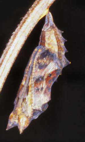 comma butterfly life cycle & habitat facts (4)