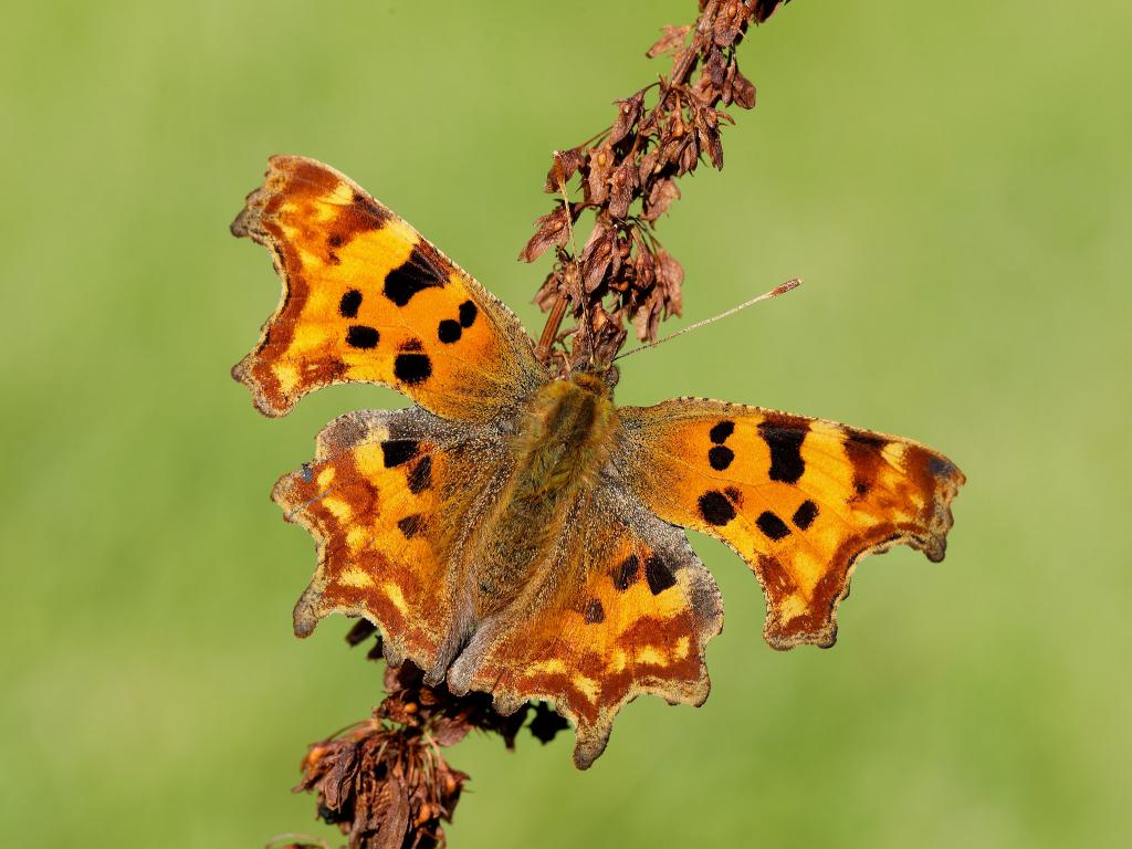 comma butterfly life cycle & habitat facts (4)