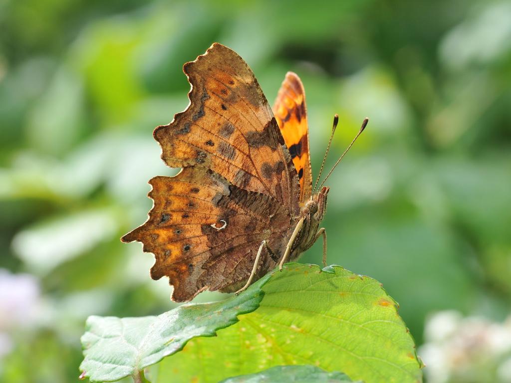 comma butterfly life cycle & habitat facts (5)