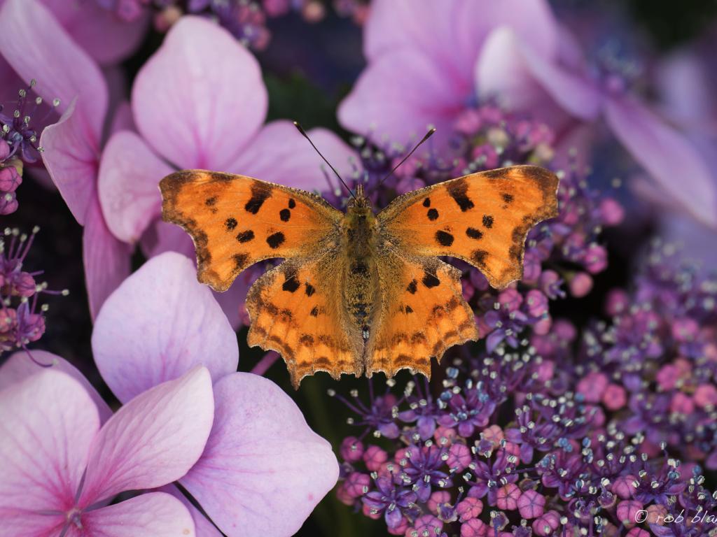 comma butterfly life cycle & habitat facts (6)