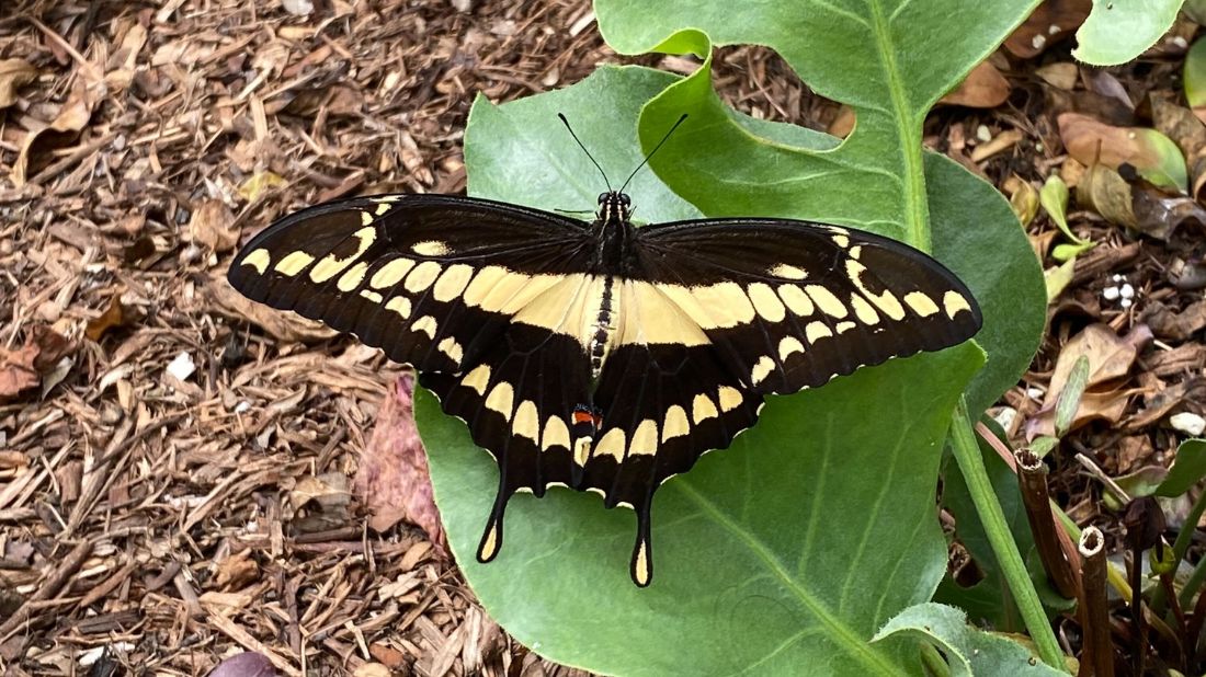 Giant Swallowtail butterfly