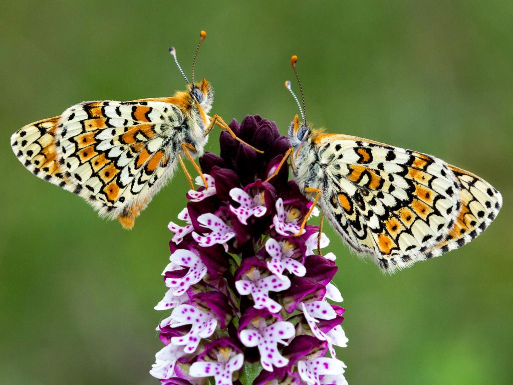 glanville fritillary butterfly (6)