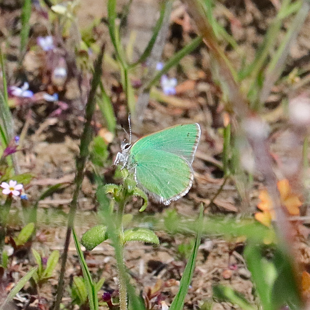 green hairstreak butterfly facts (1)