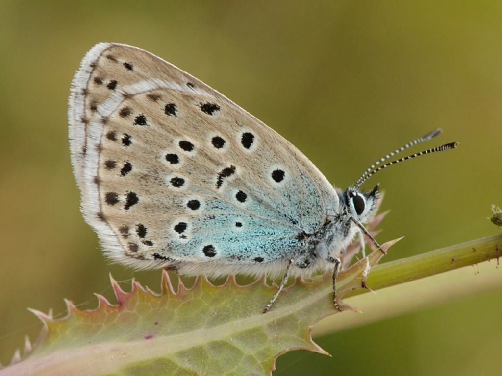 large blue butterfly life cycle,habitat,diet & facts (5)