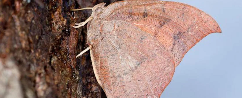leafwing butterfly facts (1)