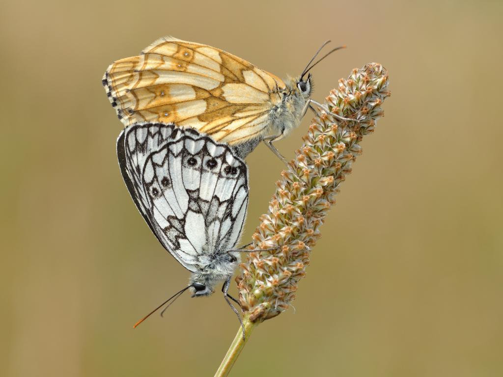 marbled white butterfly habitat&diet and facts (5)