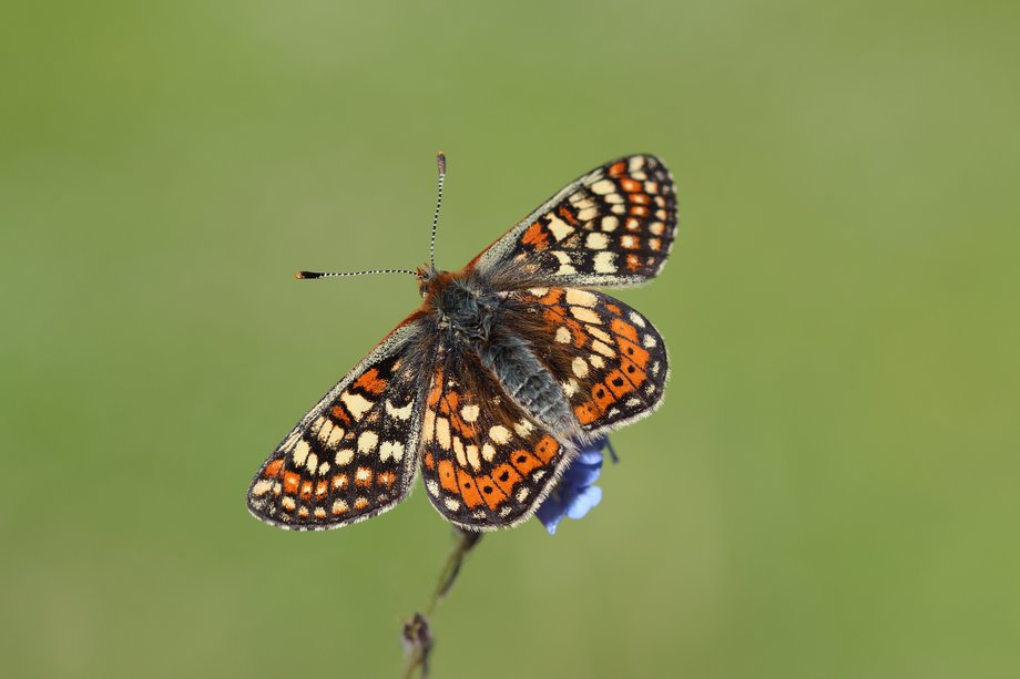 marsh fritillary habitat,life cycle, diet and facts (6)