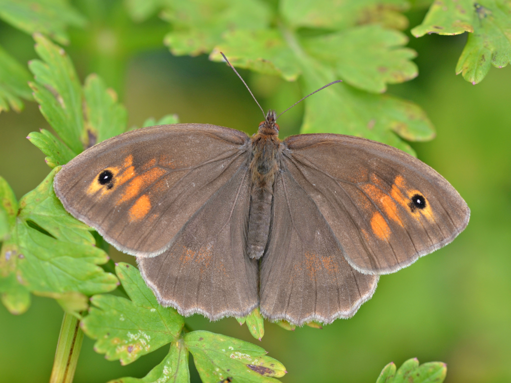 meadow brown butterfly life cycle,diet,habitat facts (1)