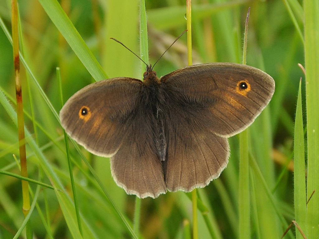 meadow brown butterfly life cycle,diet,habitat facts (3)