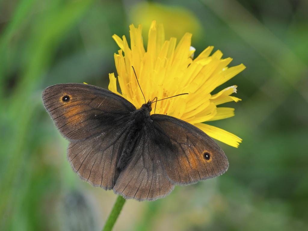 meadow brown butterfly life cycle,diet,habitat facts (4)