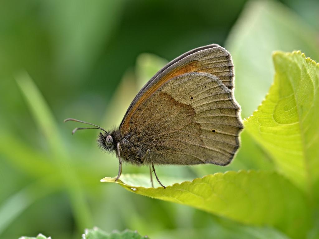 meadow brown butterfly life cycle,diet,habitat facts (5)