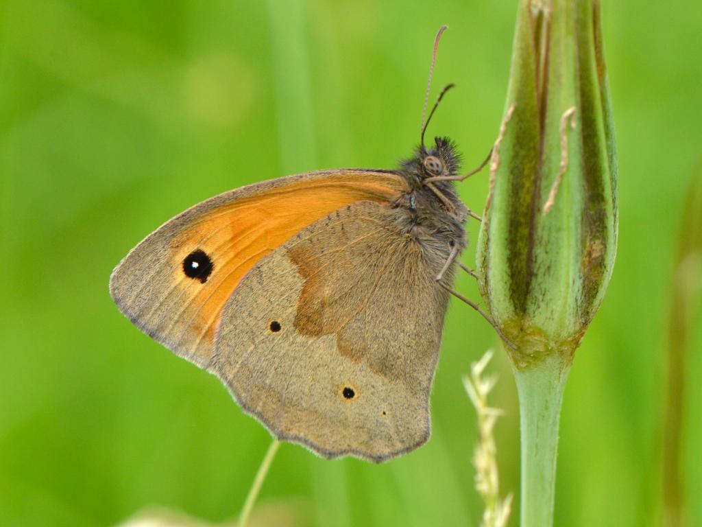 meadow brown butterfly life cycle,diet,habitat facts (6)