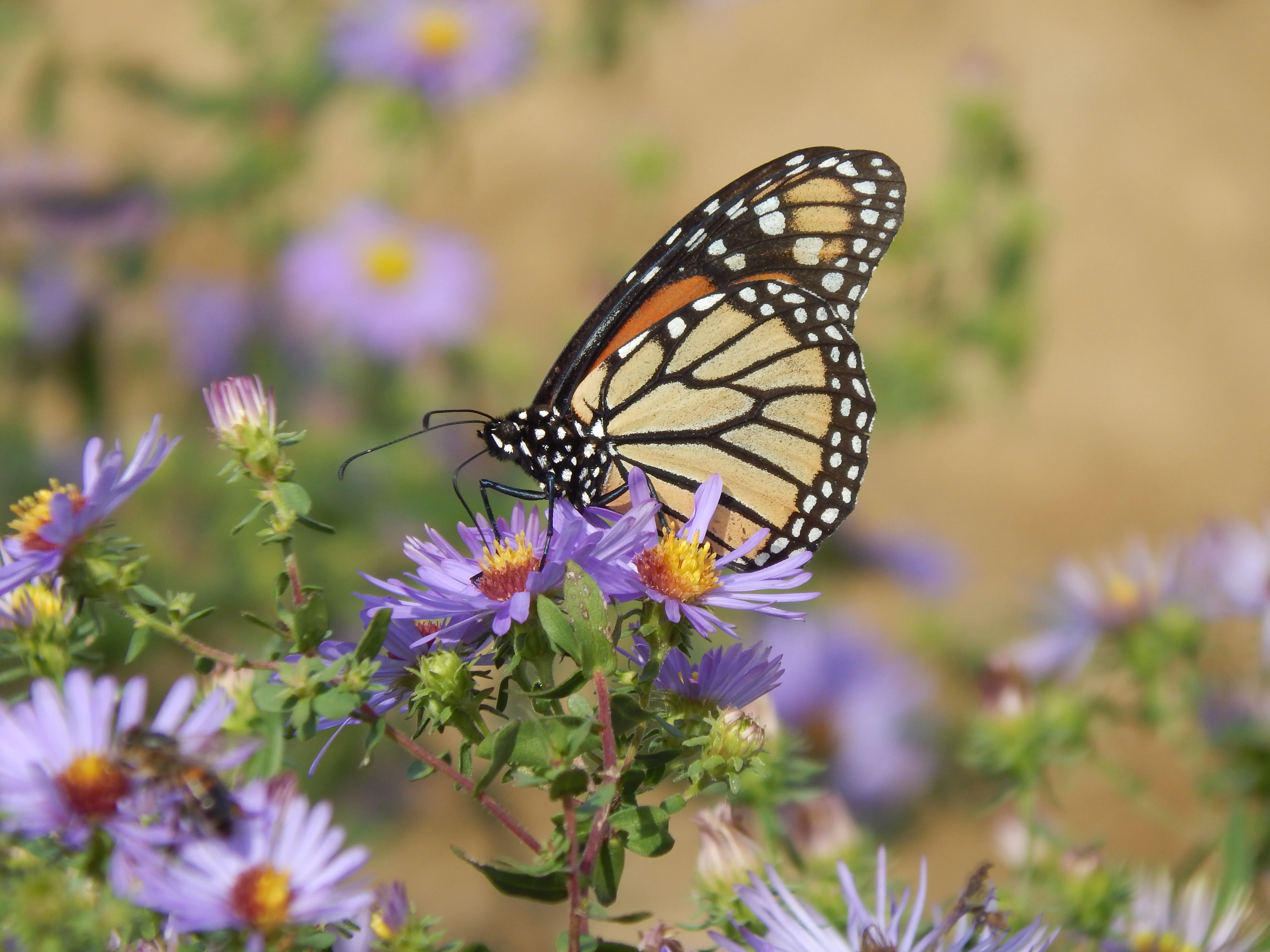 monarch butterfly habitat, life cycle, diet facts (1)
