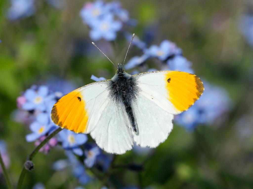orange tip butterfly habitat, life cycle, diet facts (4)
