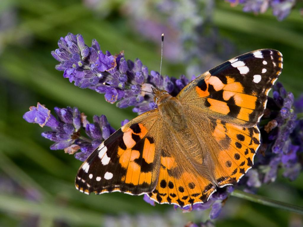 painted lady butterfly life cycle,predators,diet,reproduction & facts (5)
