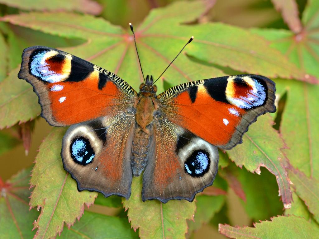 peacock butterfly habitat, life cycle, diet facts (3)