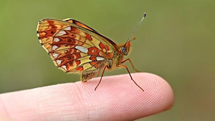pearl bordered fritillary butterfly the smallest butterfly in the world (1)