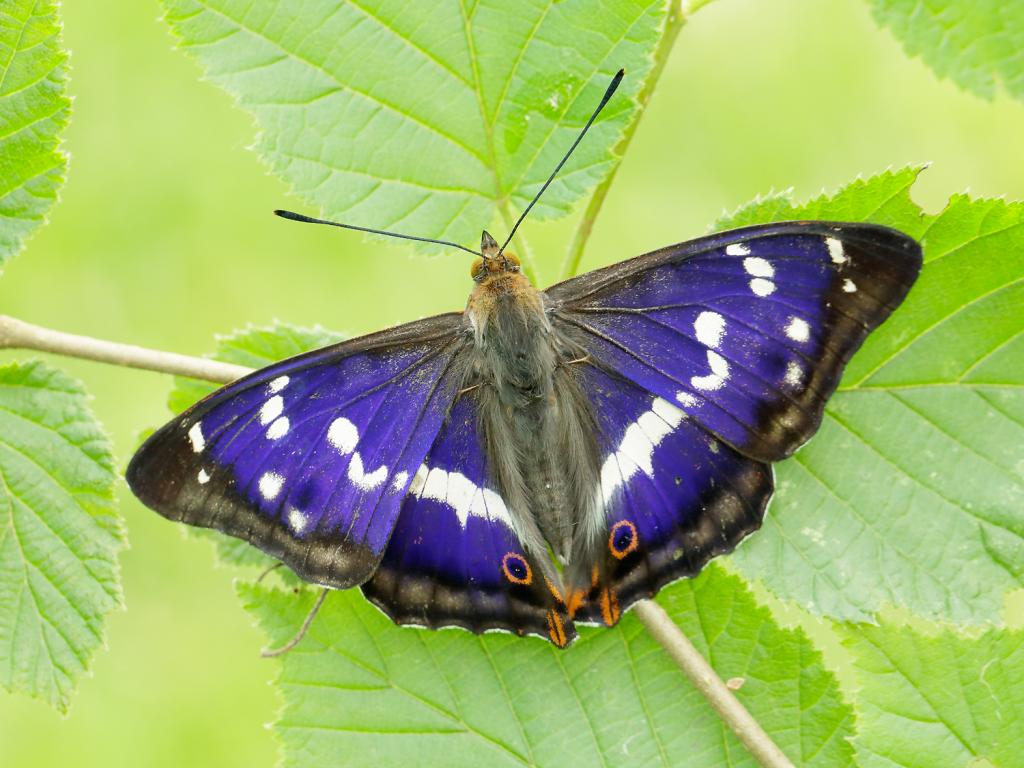 purple emperor butterfly habitat,diet,characteristics facts (3)