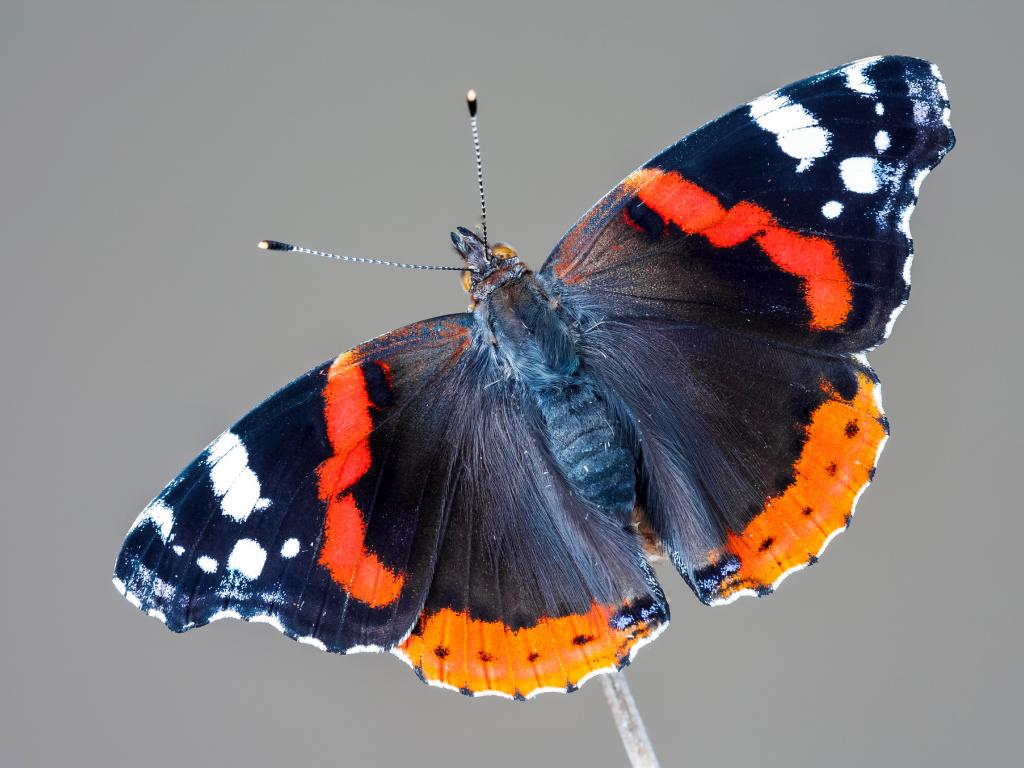 red admiral butterfly interesting facts,habitat & life cycle (1)