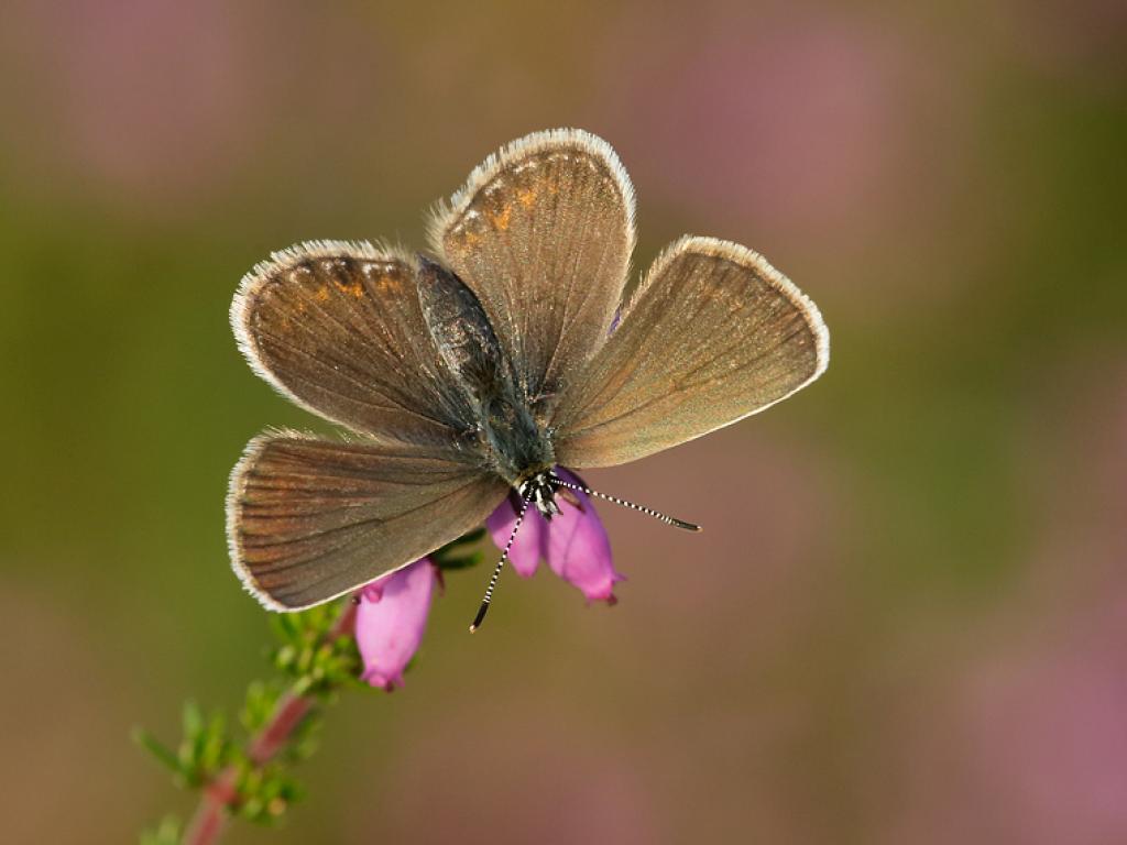 silver studded blue butterfly & predators,habitat,diet,life cycle facts (6)