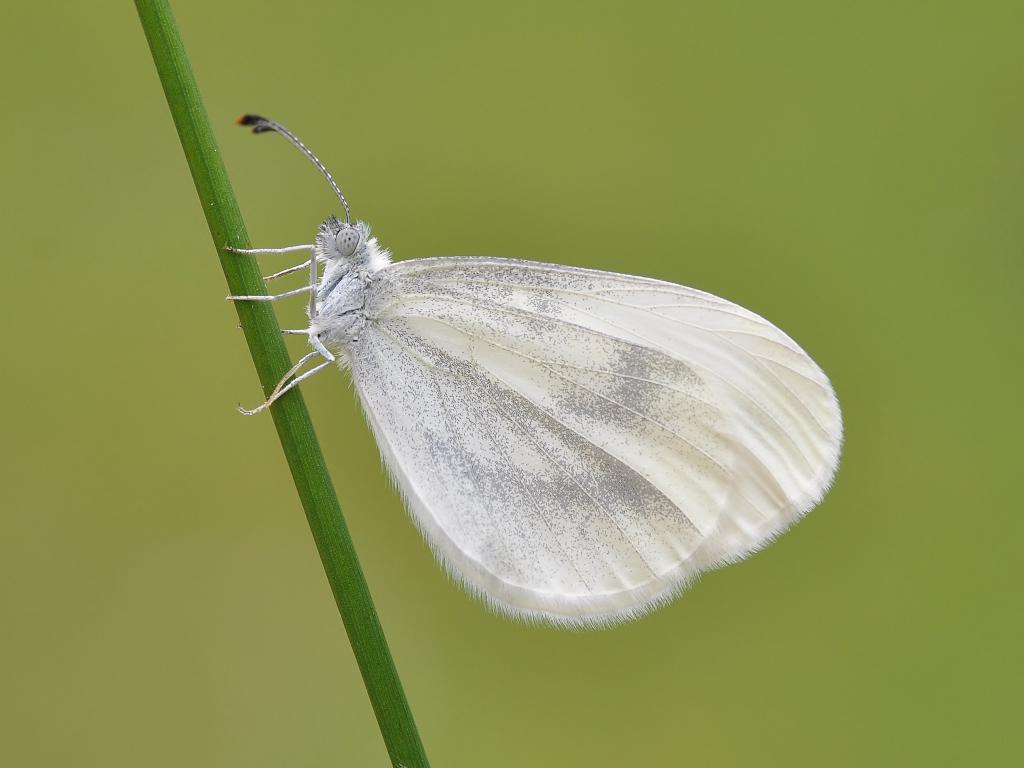 wood white butterfly (1)