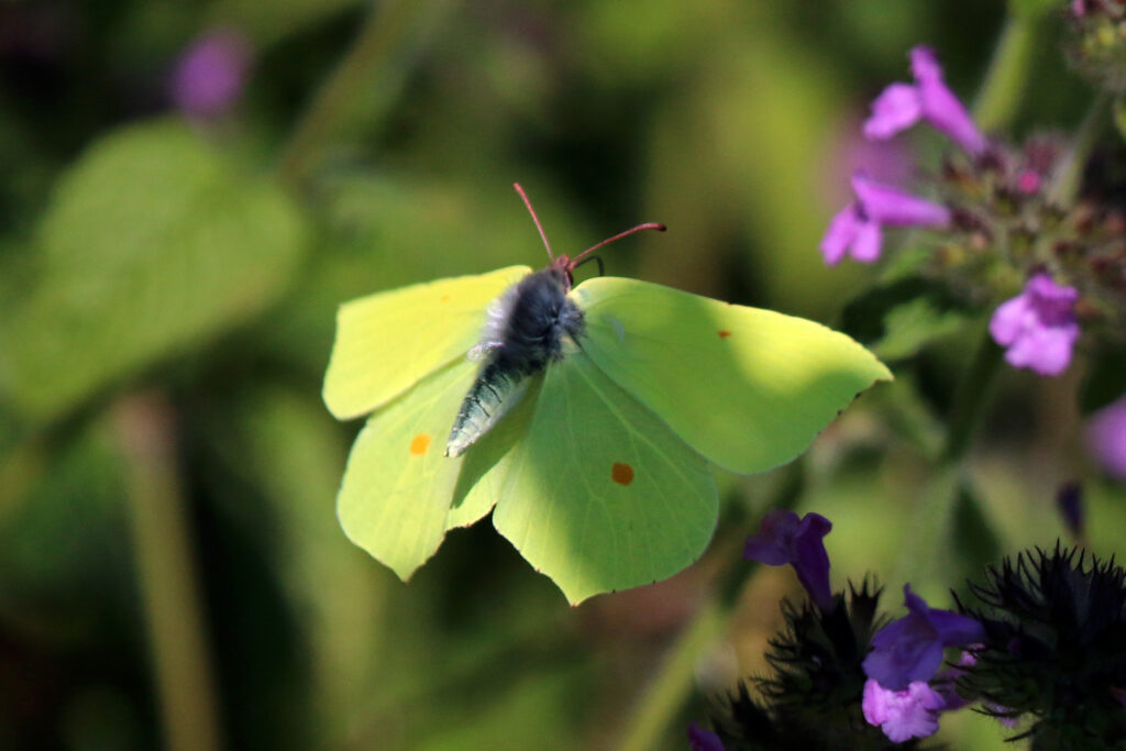 common brimstone (1)