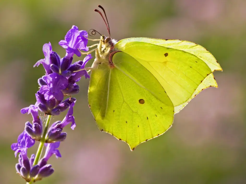 common brimstone (1)