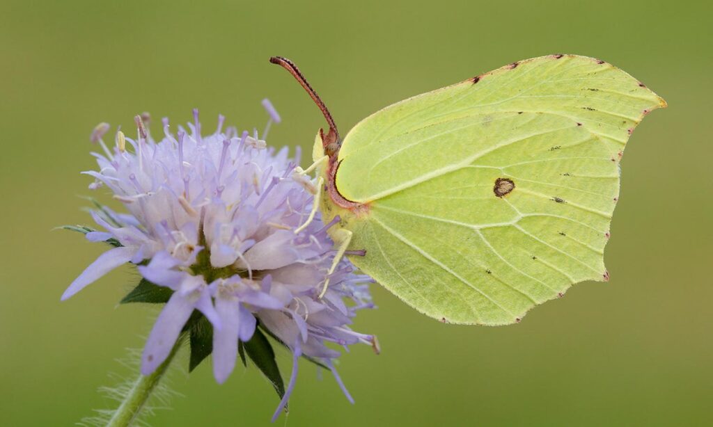 common brimstone (2)