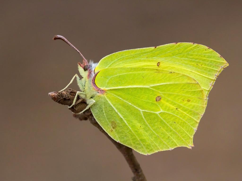 common brimstone (3)