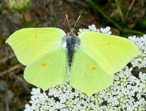 common brimstone (4)