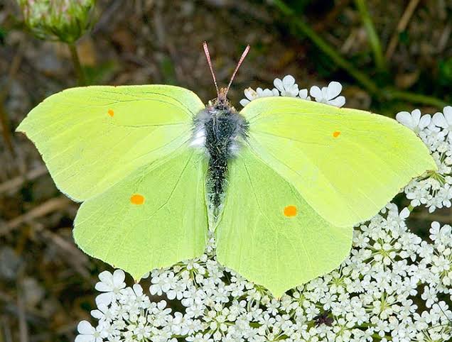 common brimstone (4)