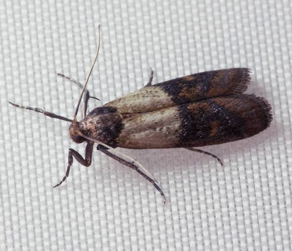 life cycle of the indianmeal moth from egg to infestation (1)