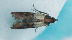 life cycle of the indianmeal moth from egg to infestation (2)
