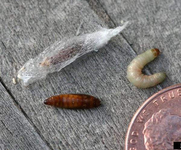 life cycle of the indianmeal moth from egg to infestation (3)