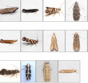 unveiling twirler moths habitats, diets, and life cycles (1)