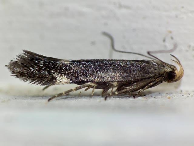 unveiling twirler moths habitats, diets, and life cycles (1)