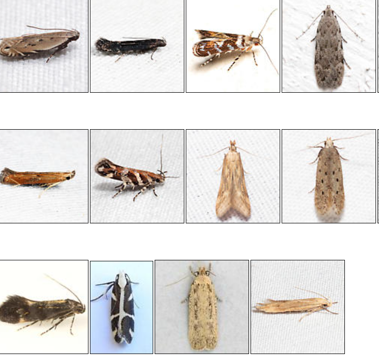 unveiling twirler moths habitats, diets, and life cycles (1)