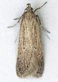 unveiling twirler moths habitats, diets, and life cycles (1)