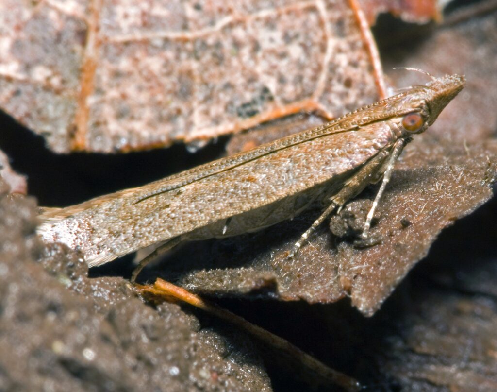 unveiling twirler moths habitats, diets, and life cycles (2)