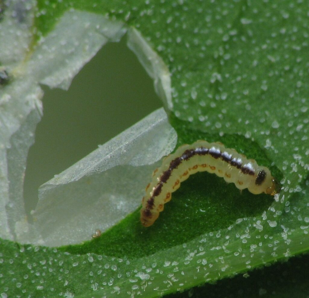 unveiling twirler moths habitats, diets, and life cycles (3)