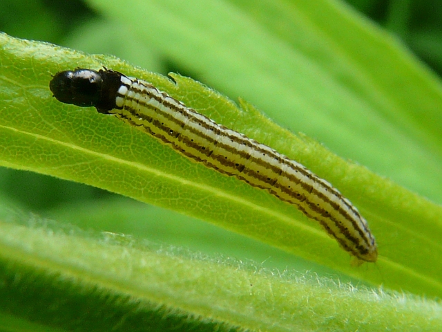unveiling twirler moths habitats, diets, and life cycles (4)