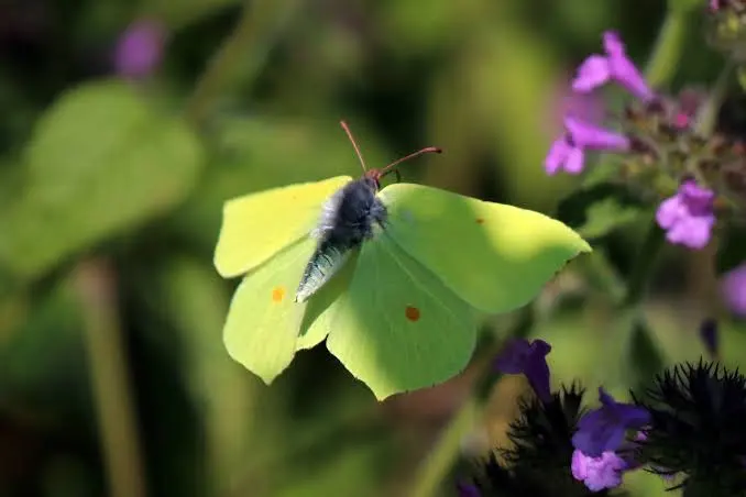 common brimstone butterfly nature's early spring messenger (1)