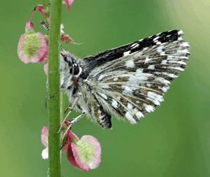 grizzled skipper (pyrgus malvae) (1)