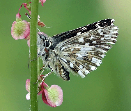 grizzled skipper (pyrgus malvae) (1)