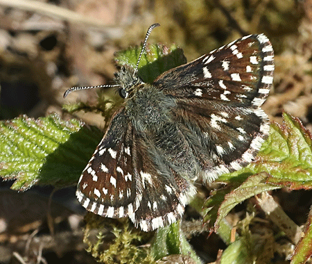 grizzled skipper (pyrgus malvae) (2)