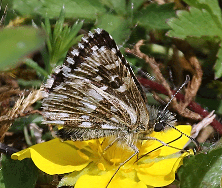 grizzled skipper (pyrgus malvae) (3)