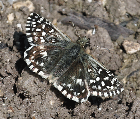 grizzled skipper (pyrgus malvae) (4)