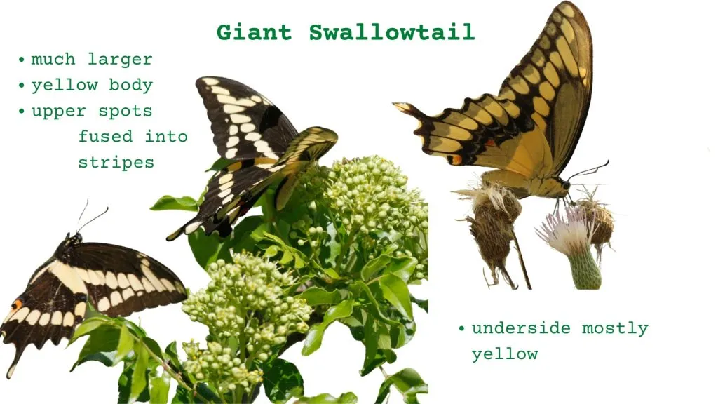 black and yellow butterfly identification