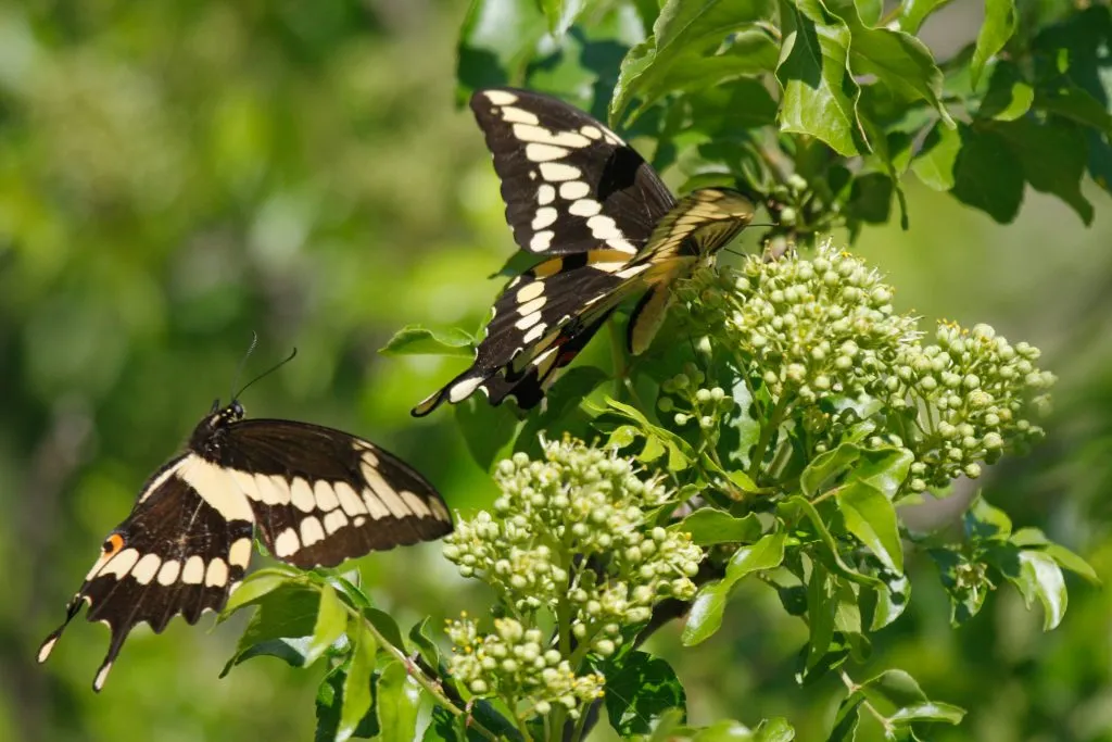 black and yellow butterfly identification