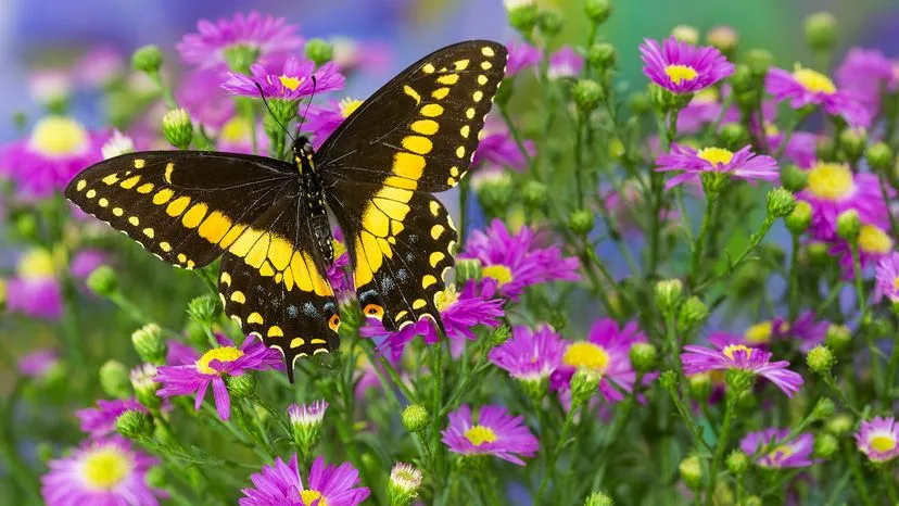 black and yellow butterfly identification